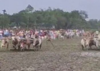 শেরপুরে হারিয়ে যাওয়া ঐতিহ্যের উল্লাস: হাজারো মানুষের অংশগ্রহণে ষাড়ের মই দৌড় প্রতিযোগিতা