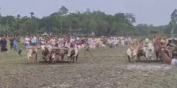 শেরপুরে হারিয়ে যাওয়া ঐতিহ্যের উল্লাস: হাজারো মানুষের অংশগ্রহণে ষাড়ের মই দৌড় প্রতিযোগিতা