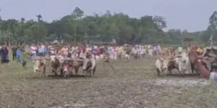 শেরপুরে হারিয়ে যাওয়া ঐতিহ্যের উল্লাস: হাজারো মানুষের অংশগ্রহণে ষাড়ের মই দৌড় প্রতিযোগিতা