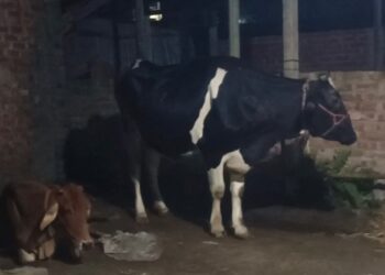 পুলিশের ‘সৃজিত প্রতিবেদন’ ভরসা পেল না আদালত, মালিক পরিবারকে ফিরিয়ে দেওয়া হলো ৮ গরু