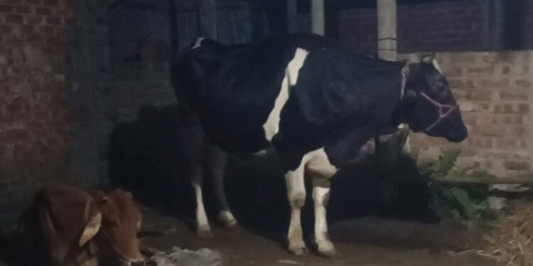 পুলিশের ‘সৃজিত প্রতিবেদন’ ভরসা পেল না আদালত, মালিক পরিবারকে ফিরিয়ে দেওয়া হলো ৮ গরু