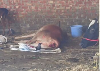 হালুয়াঘাটে আসামী ধরতে গিয়ে খামারের ১০ গরু জব্দ, অবহেলায় তিনটির মৃত্যু, নিঃস্ব পরিবার