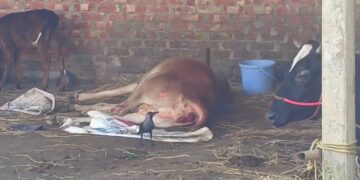 হালুয়াঘাটে আসামী ধরতে গিয়ে খামারের ১০ গরু জব্দ, অবহেলায় তিনটির মৃত্যু, নিঃস্ব পরিবার