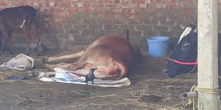 হালুয়াঘাটে আসামী ধরতে গিয়ে খামারের ১০ গরু জব্দ, অবহেলায় তিনটির মৃত্যু, নিঃস্ব পরিবার