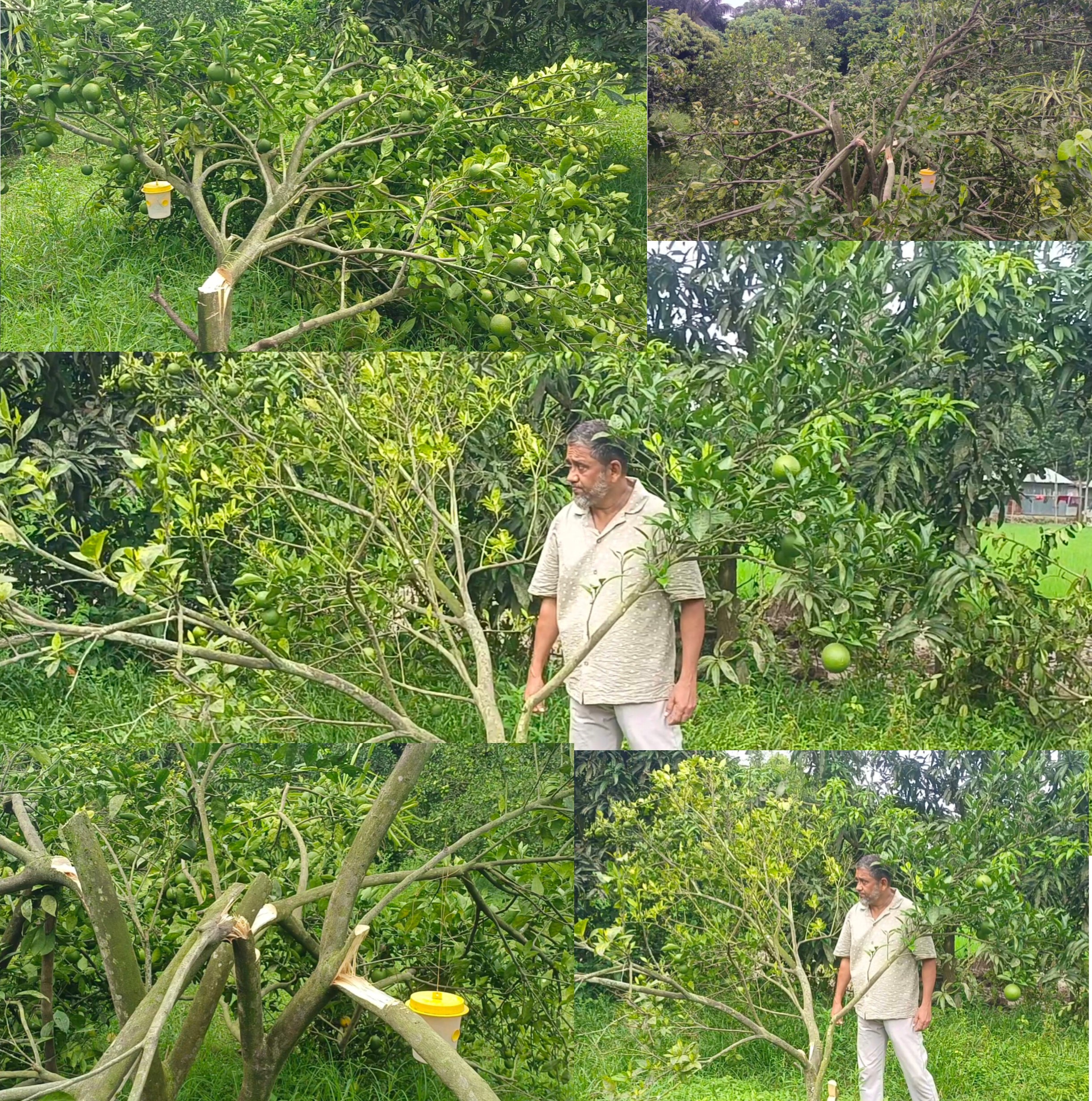 ময়মনসিংহের তারাকান্দায় কৃষি উদ্যোক্তার দুষ্প্রাপ্য ফলের বাগানে হামলা, শতাধিক ফলজ গাছ কর্তন।